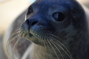 zeehond